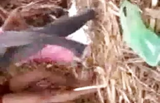 सेक्सी समलैंगिक प्यार कंडोम और सेक्सी मूवी इंग्लिश डिक चूसना