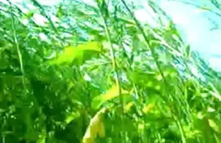 पार्टी सेक्सी इंग्लिश मूवी फिल्म शॉट 2